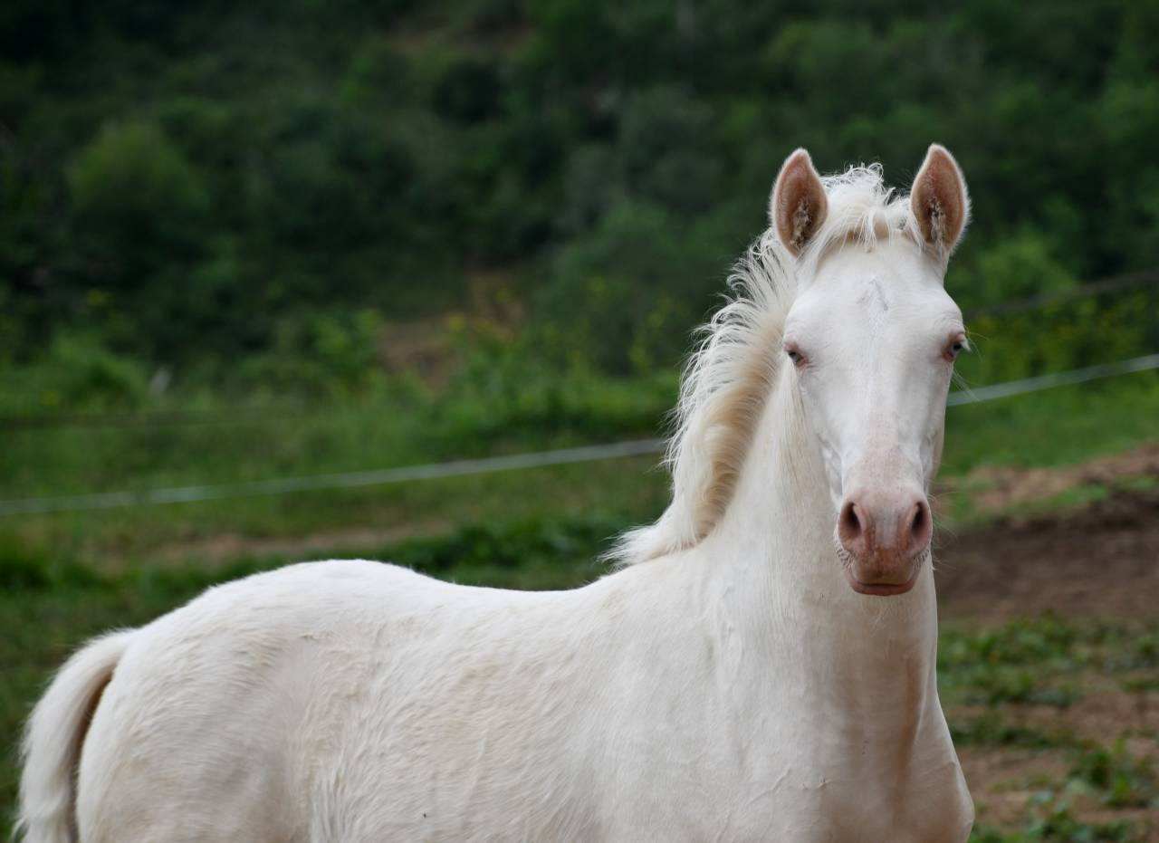 Jeune cheval lusitano sport