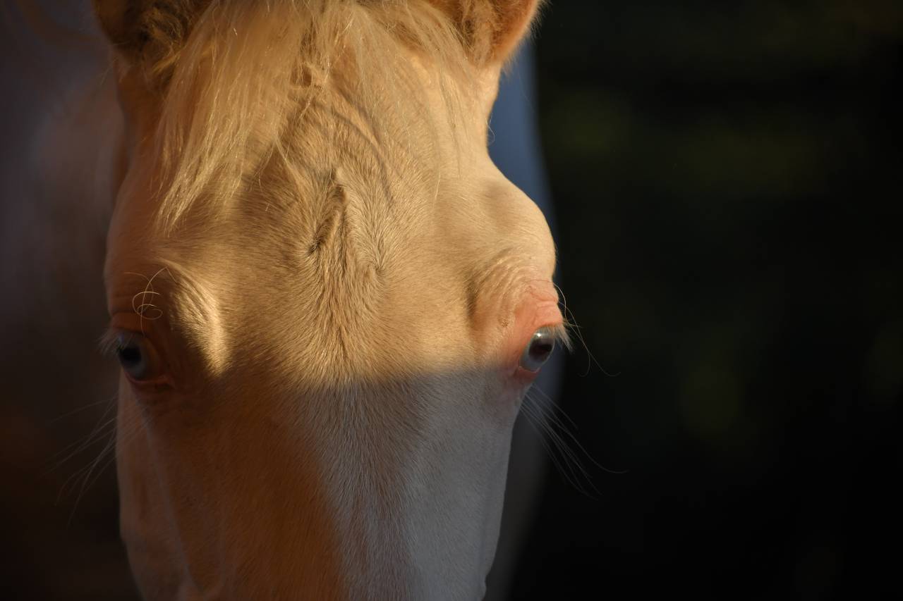Jeune cheval lusitano sport