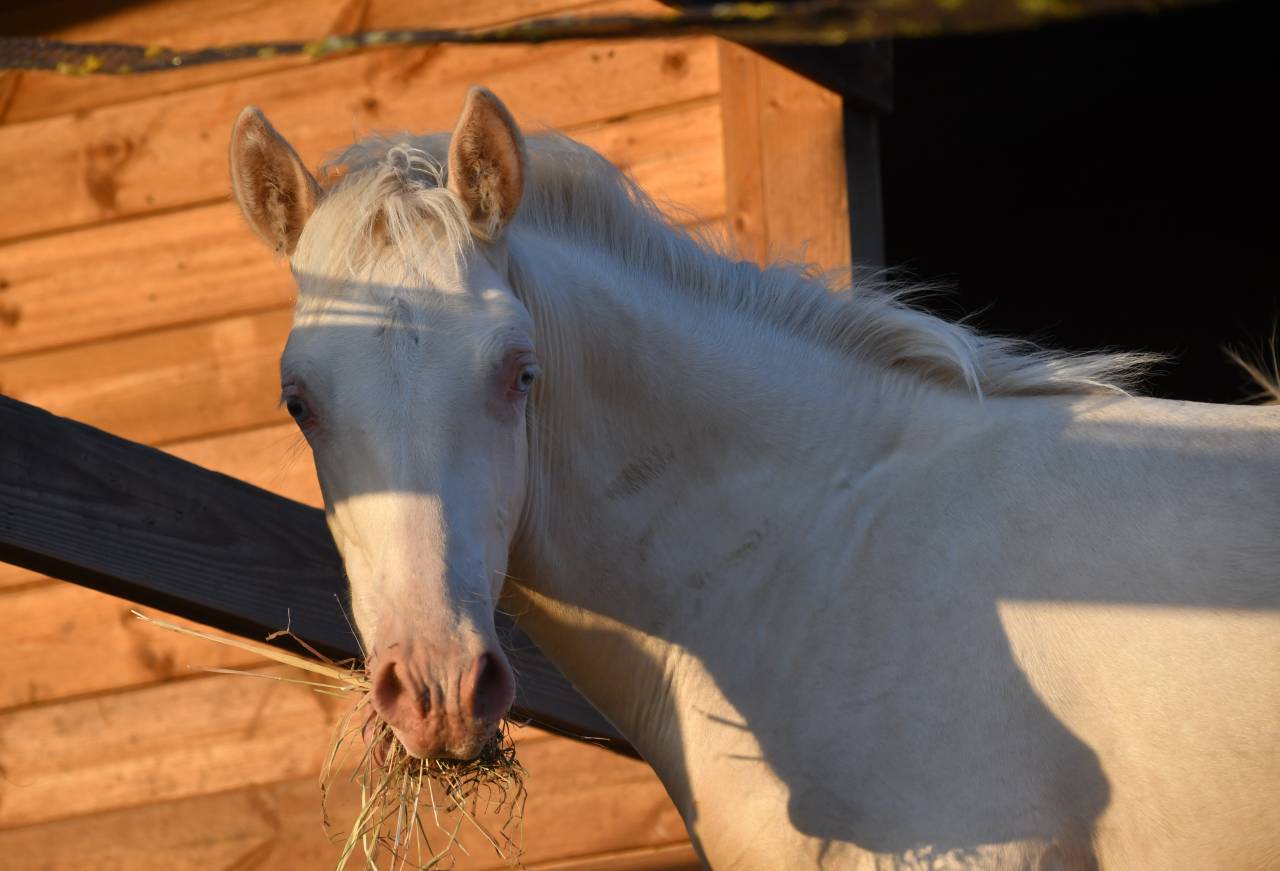 Jeune cheval lusitano sport