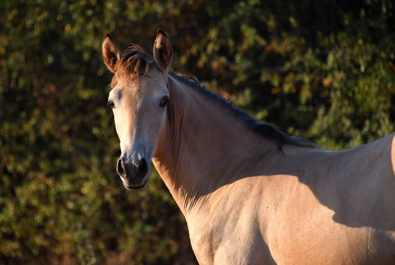 jeune cheval sport ib&eacute;rique
