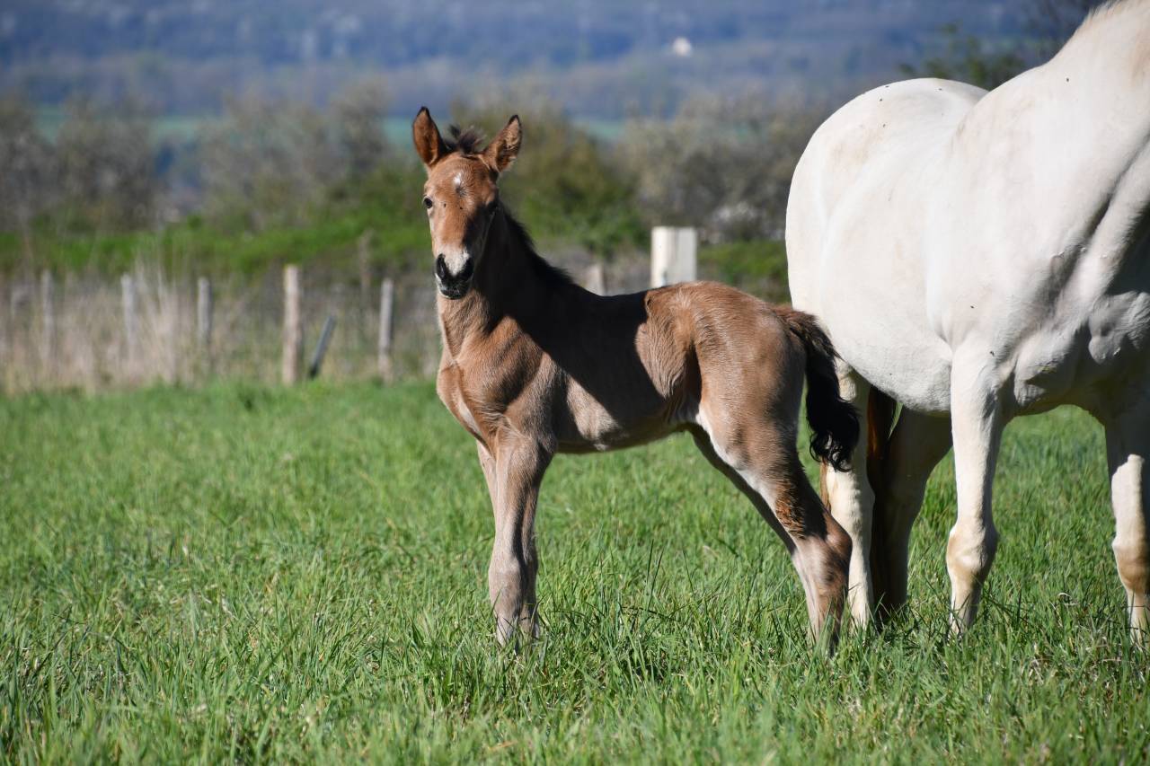 jeune cheval sport ib&eacute;rique