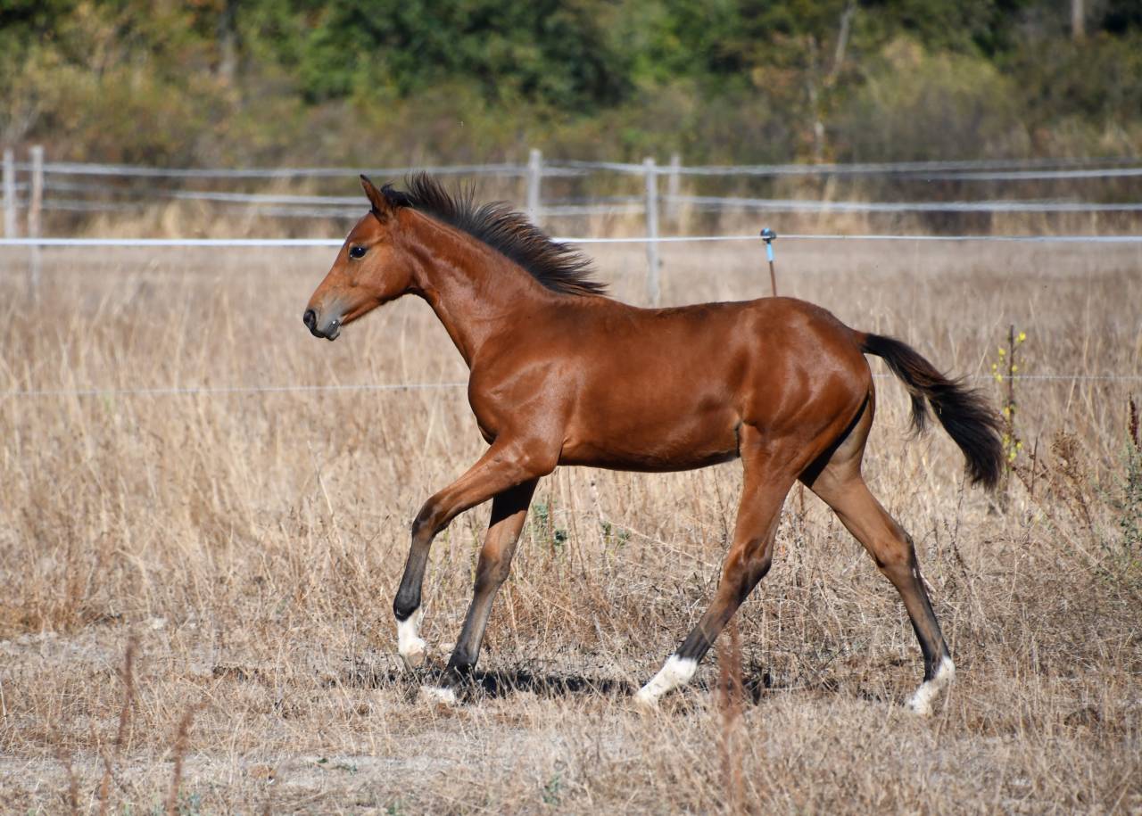 pouliche dressage