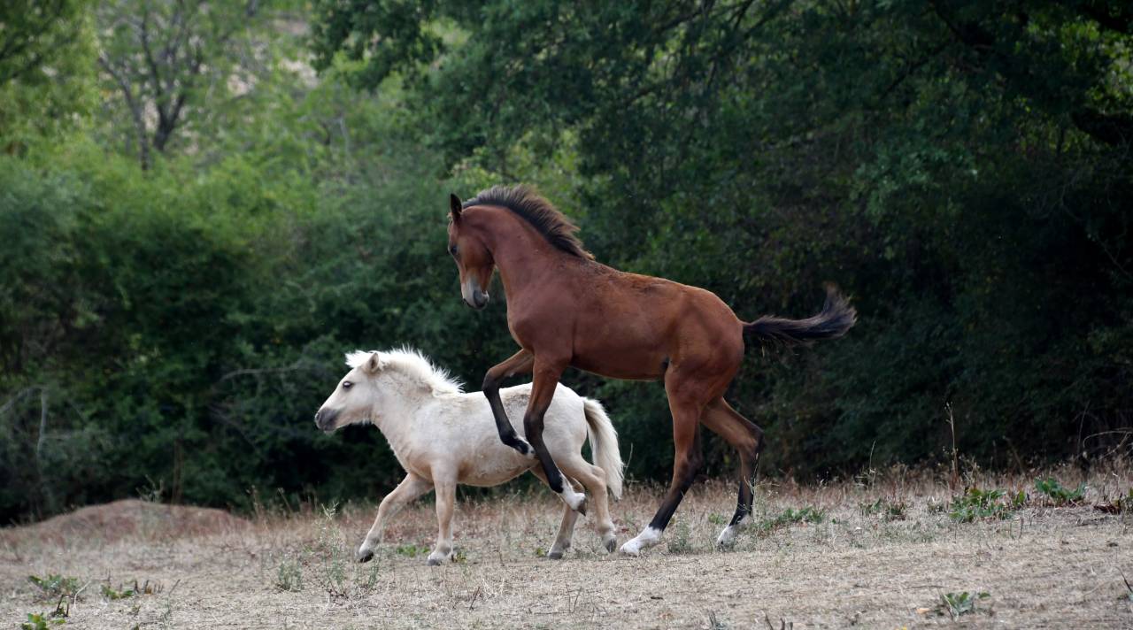 pouliche dressage