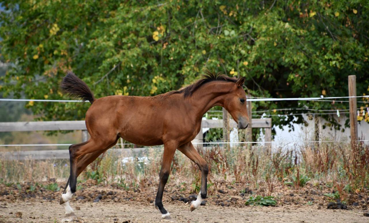 pouliche dressage