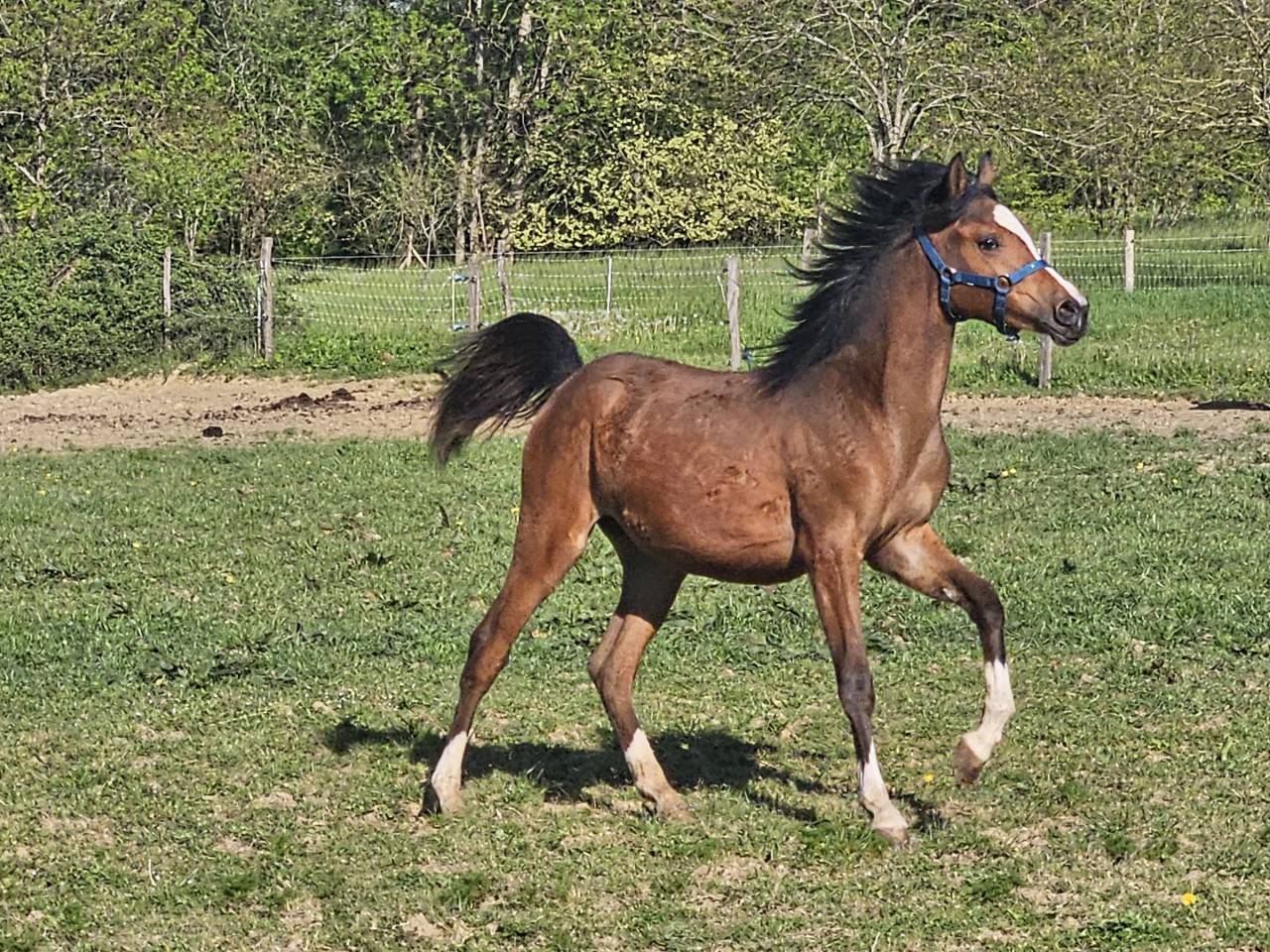 Pouliche arabe 1 an