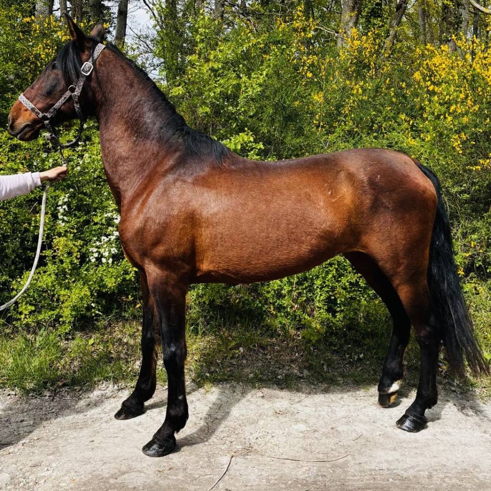 Magnifique jument PRE PP 11ans 