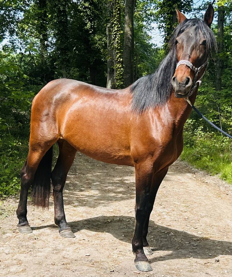Magnifique jument PRE PP 11ans 