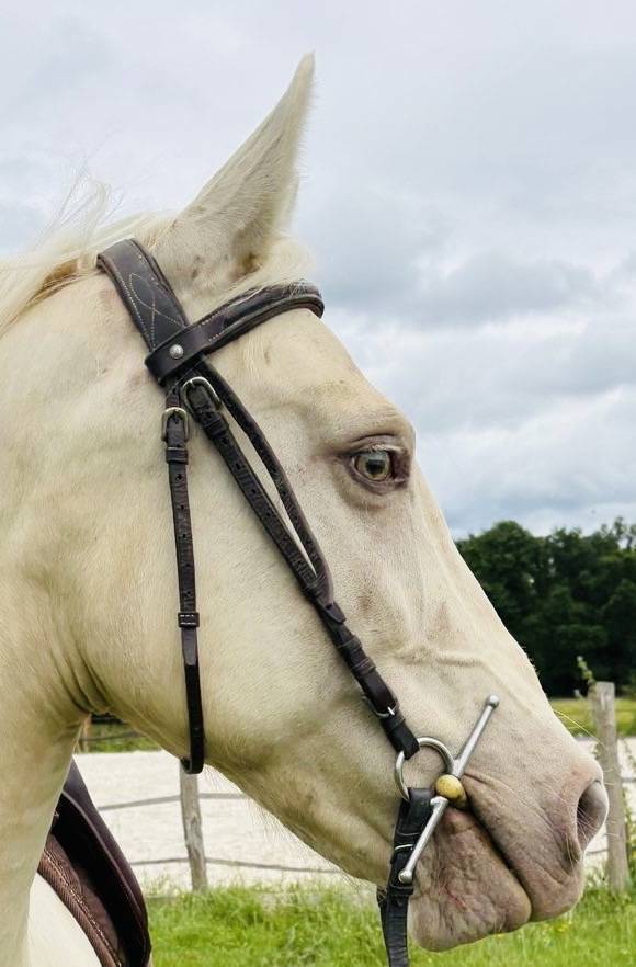 Magnifique jument cruzado 6ans 