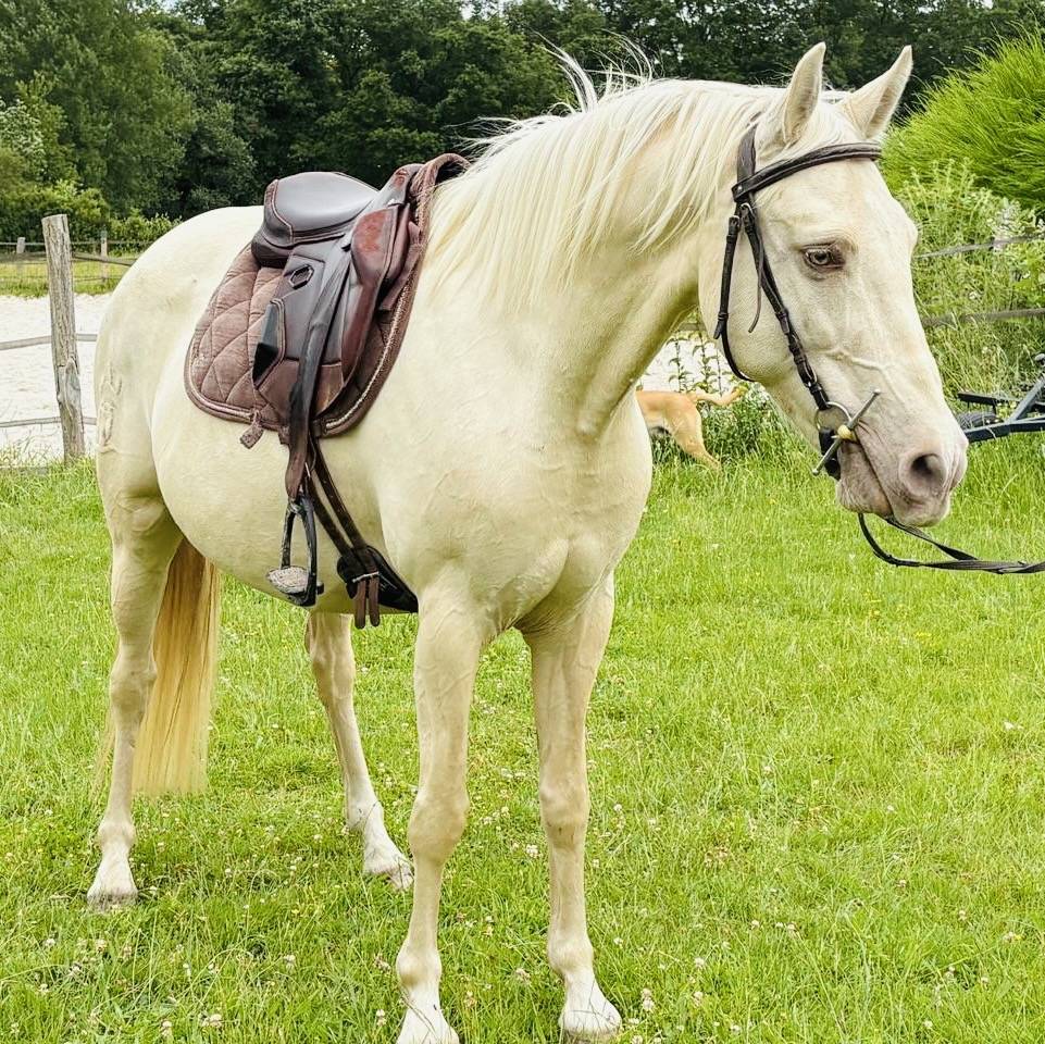 Magnifique jument cruzado 6ans 