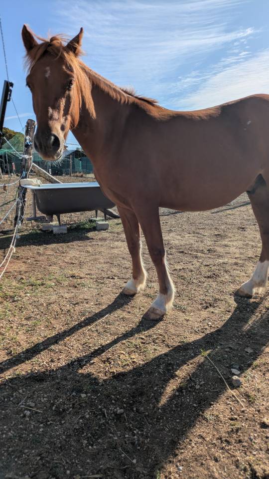 Poney onc type welsh