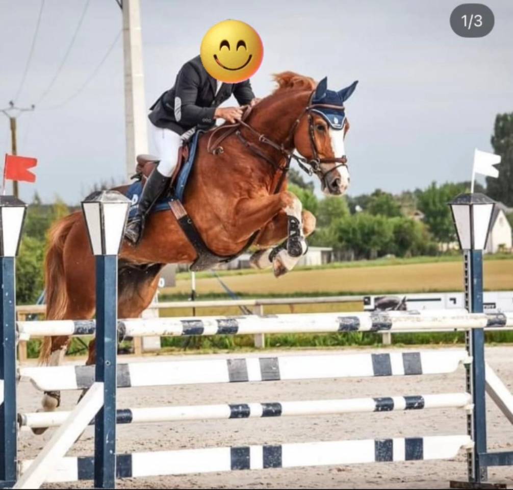 Top cheval amateur
