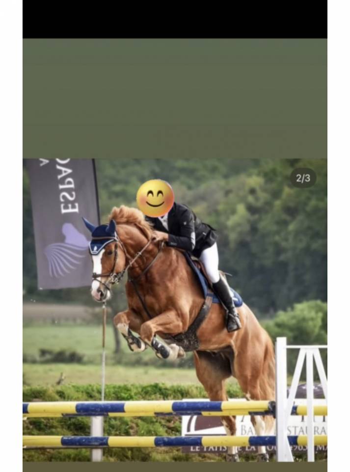 Top cheval amateur