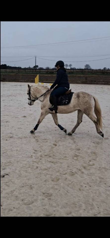 Jument Camargue