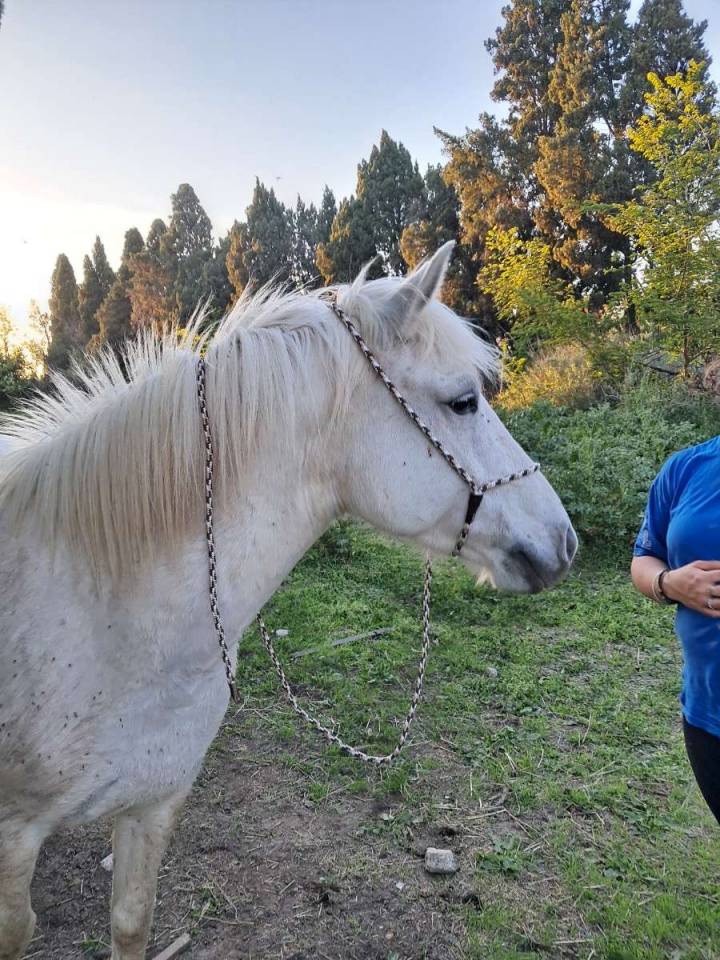 Jument Camargue