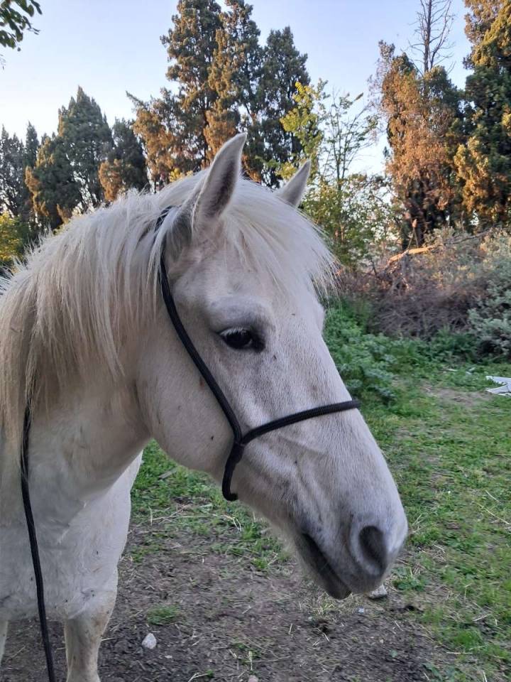 Jument Camargue