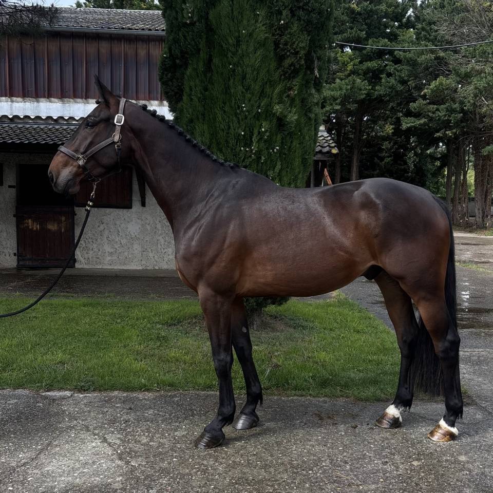 Cheval de qualit&eacute; &agrave; tout petit prix. 