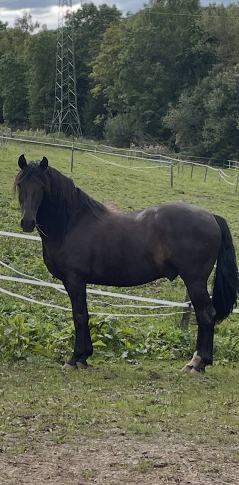 Baco &mdash; Hongre ib&eacute;rique noir