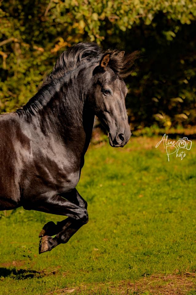 Baco &mdash; Hongre ib&eacute;rique noir