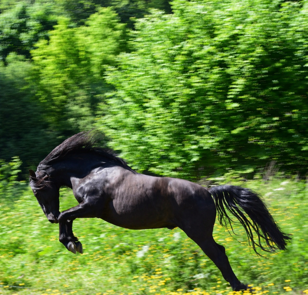 Baco &mdash; Hongre ib&eacute;rique noir