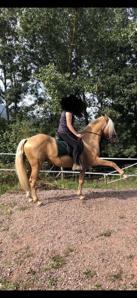 Tango &mdash; Ib&eacute;rique palomino