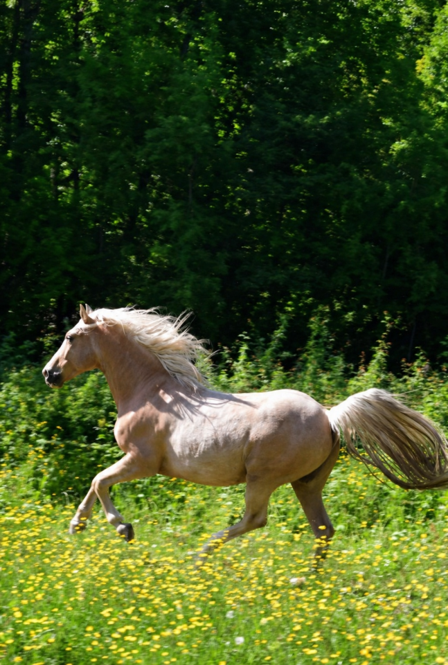 Tango &mdash; Ib&eacute;rique palomino
