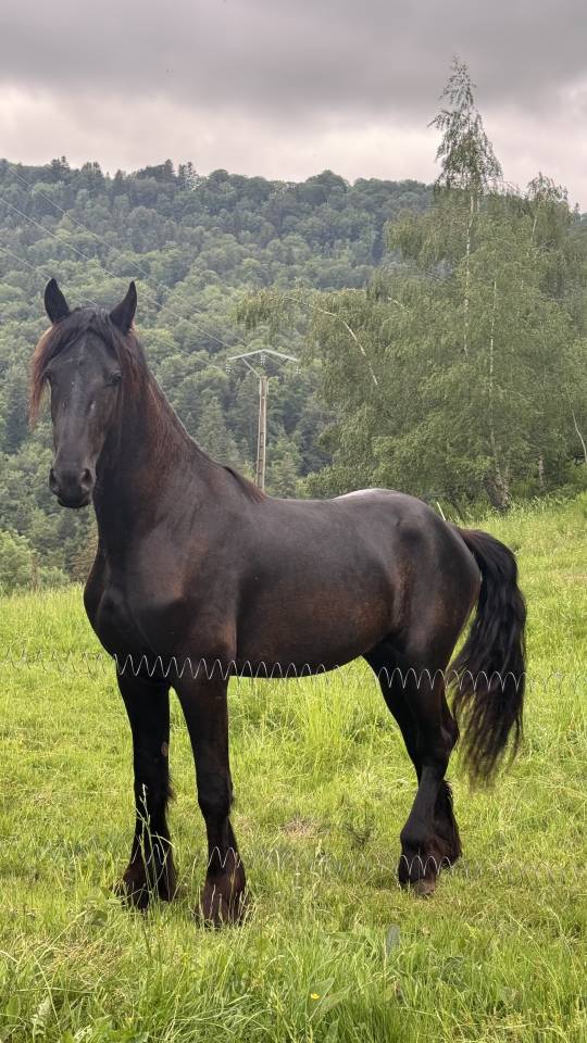 Frison oc - entier 2ans 