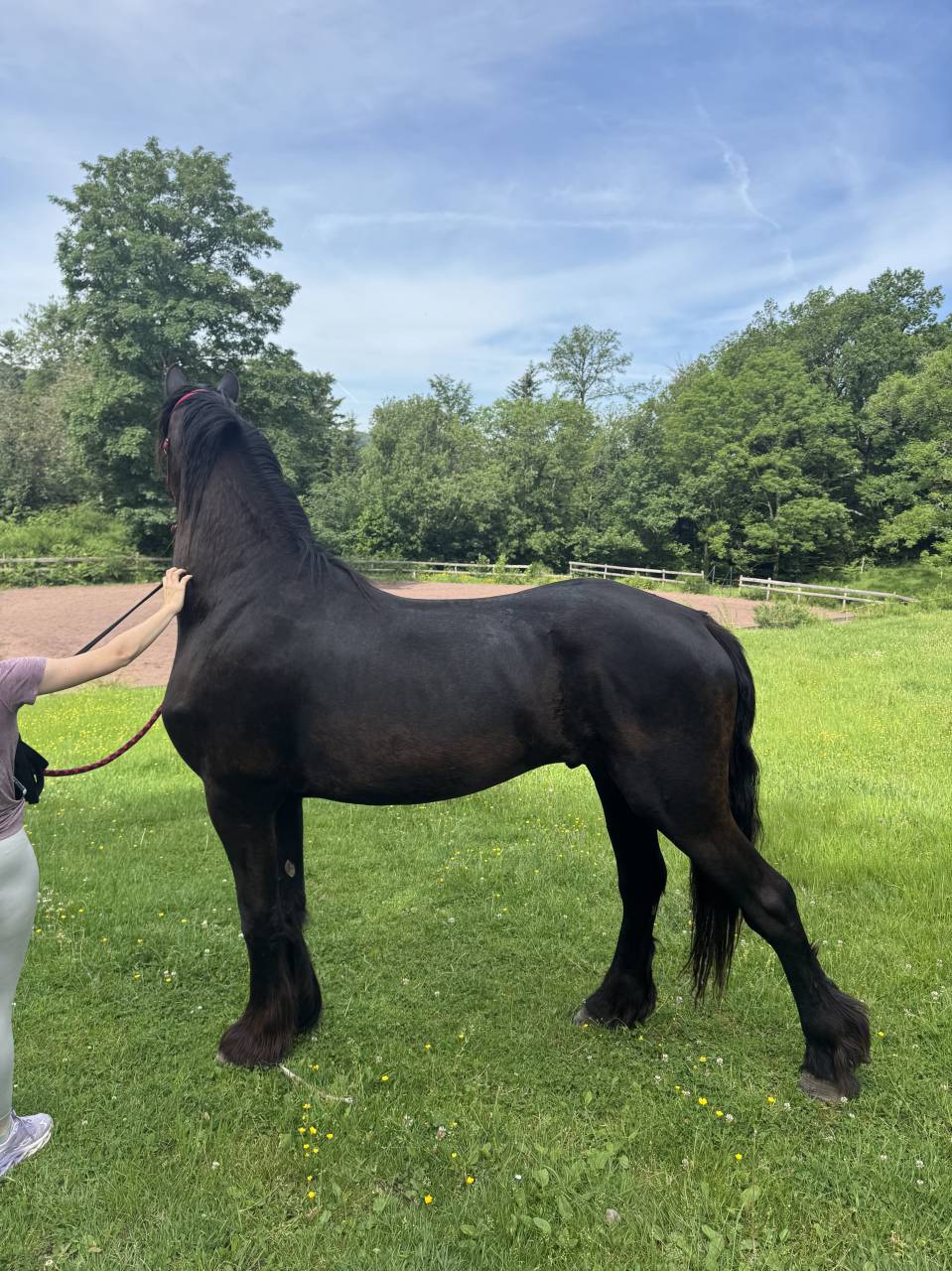 Frison oc - entier 2ans 