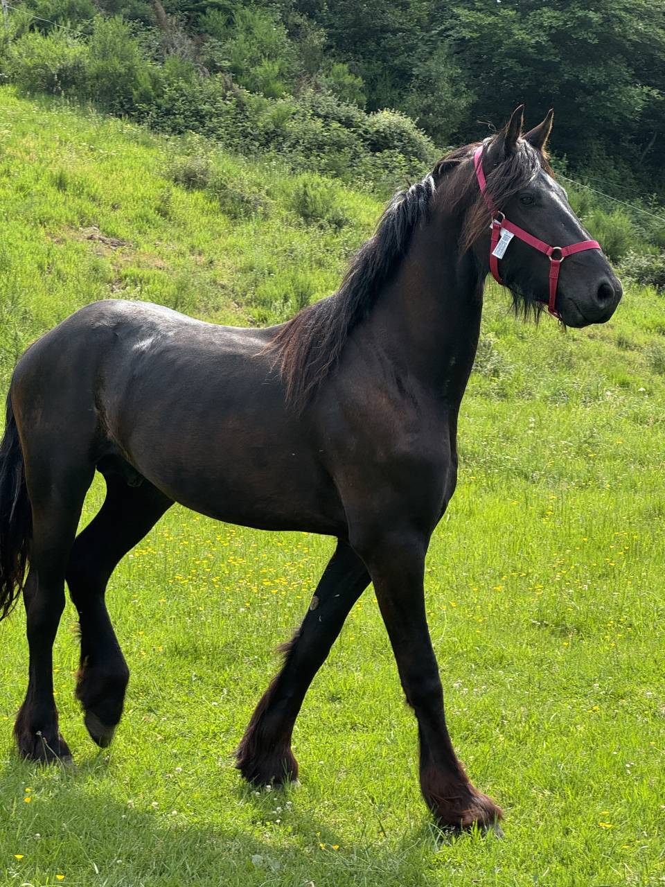 Frison oc - entier 2ans 