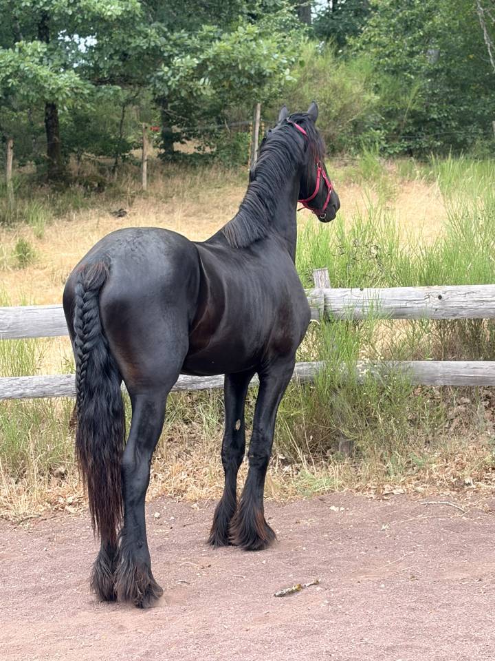 Frison oc - entier 2ans 