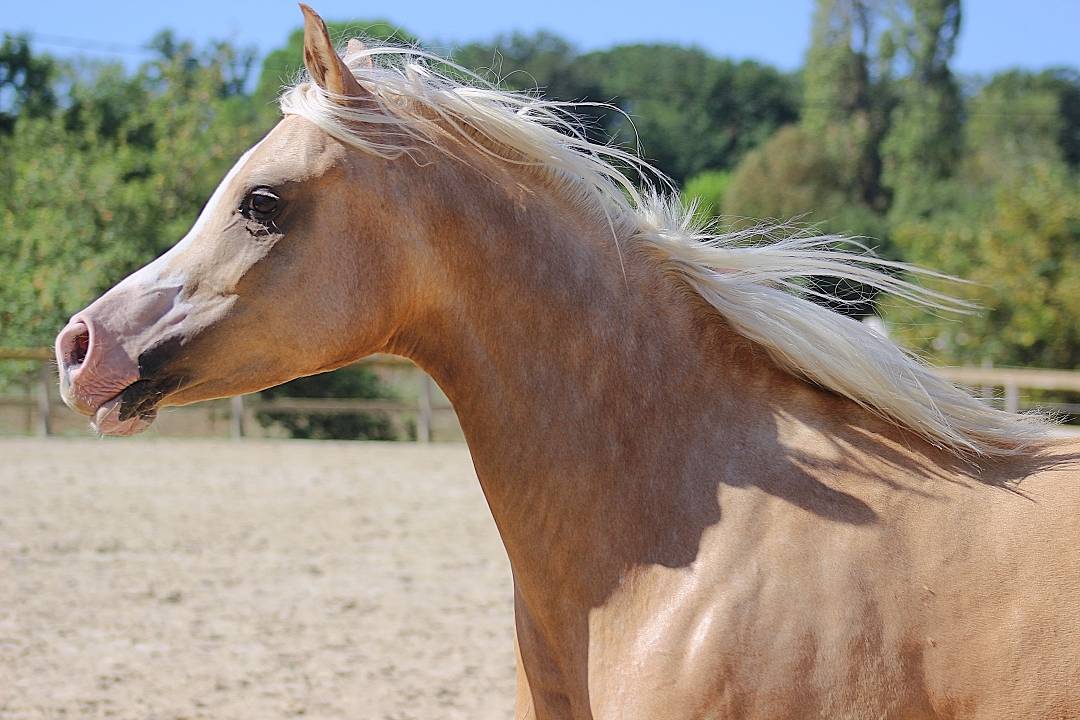 Sublime DSA palomino