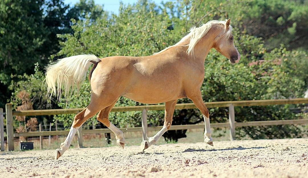 Sublime DSA palomino