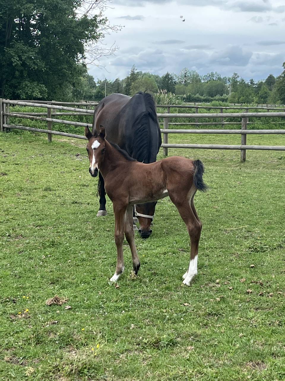 Foal KWPN Dressage - Par Franklin et Olivi