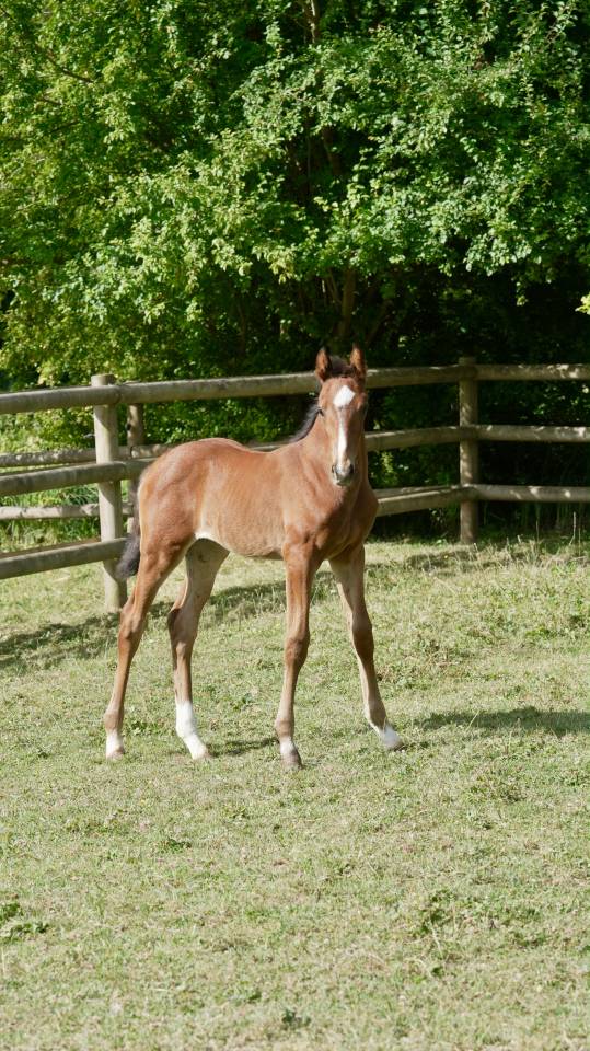 Foal KWPN Dressage - Par Franklin et Olivi