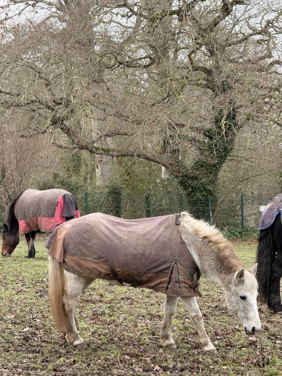 Ponette de loisir