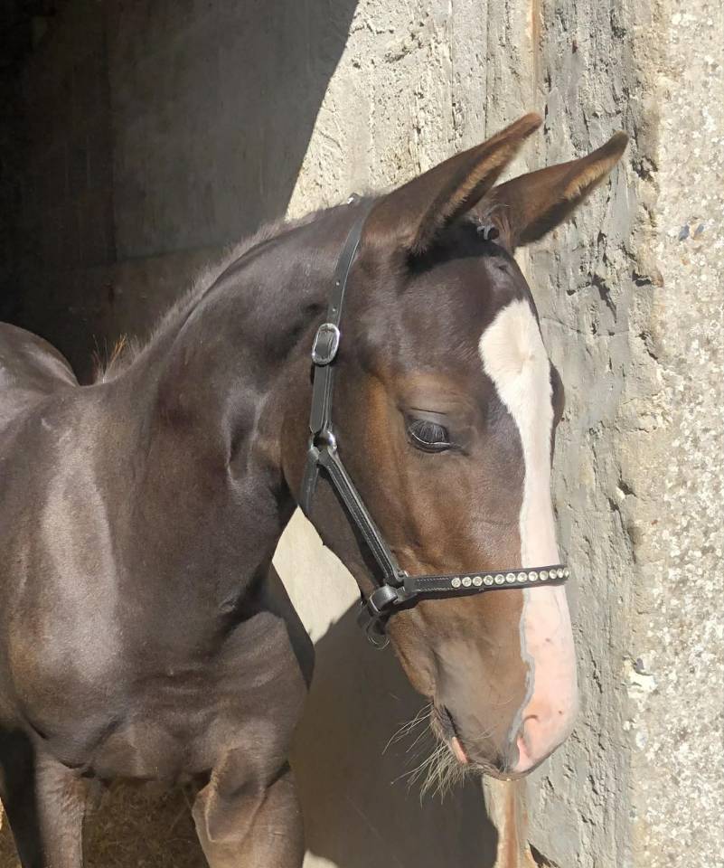 Foal SF Cornet's Prinz tr&egrave;s bonne souche