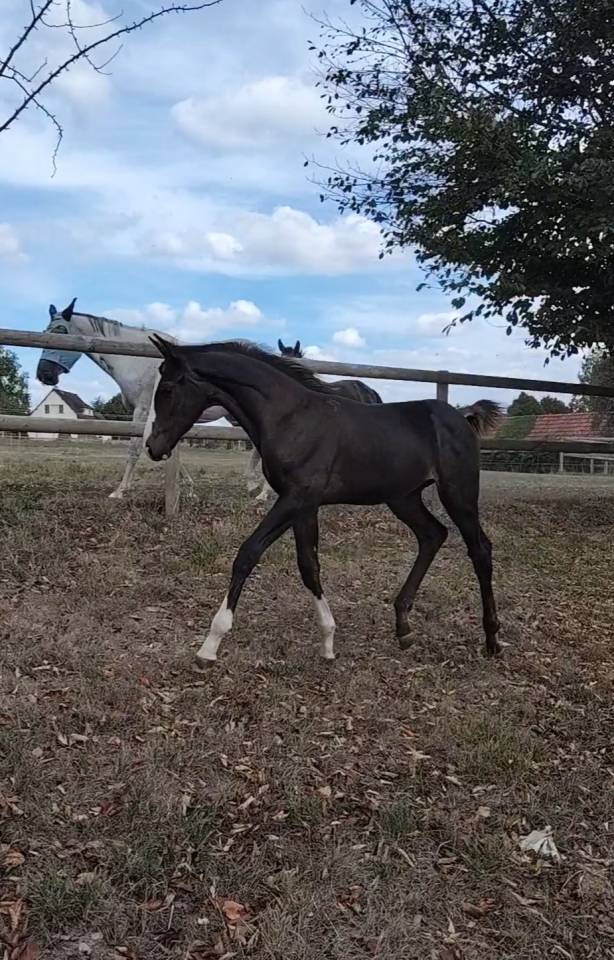 Foal SF Cornet's Prinz tr&egrave;s bonne souche