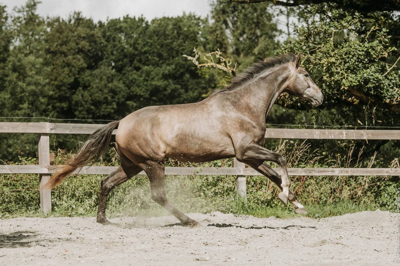 Hongre-Luso Warmblood 4 ans Dressage /Polyvalent France