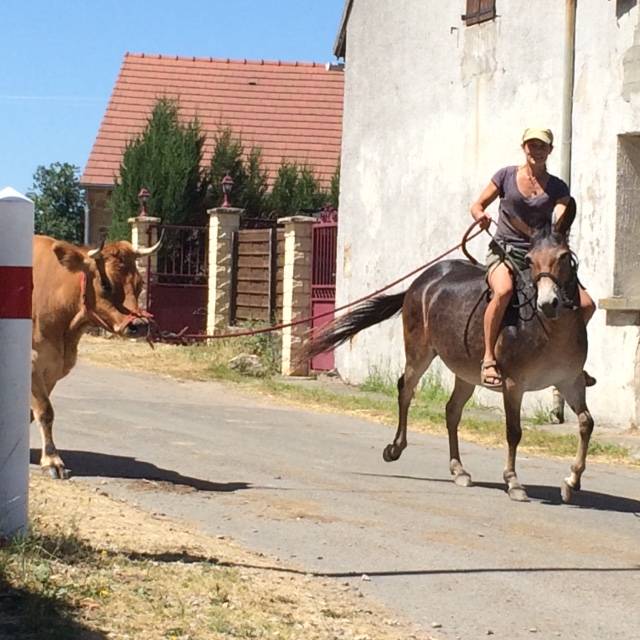 vend mule