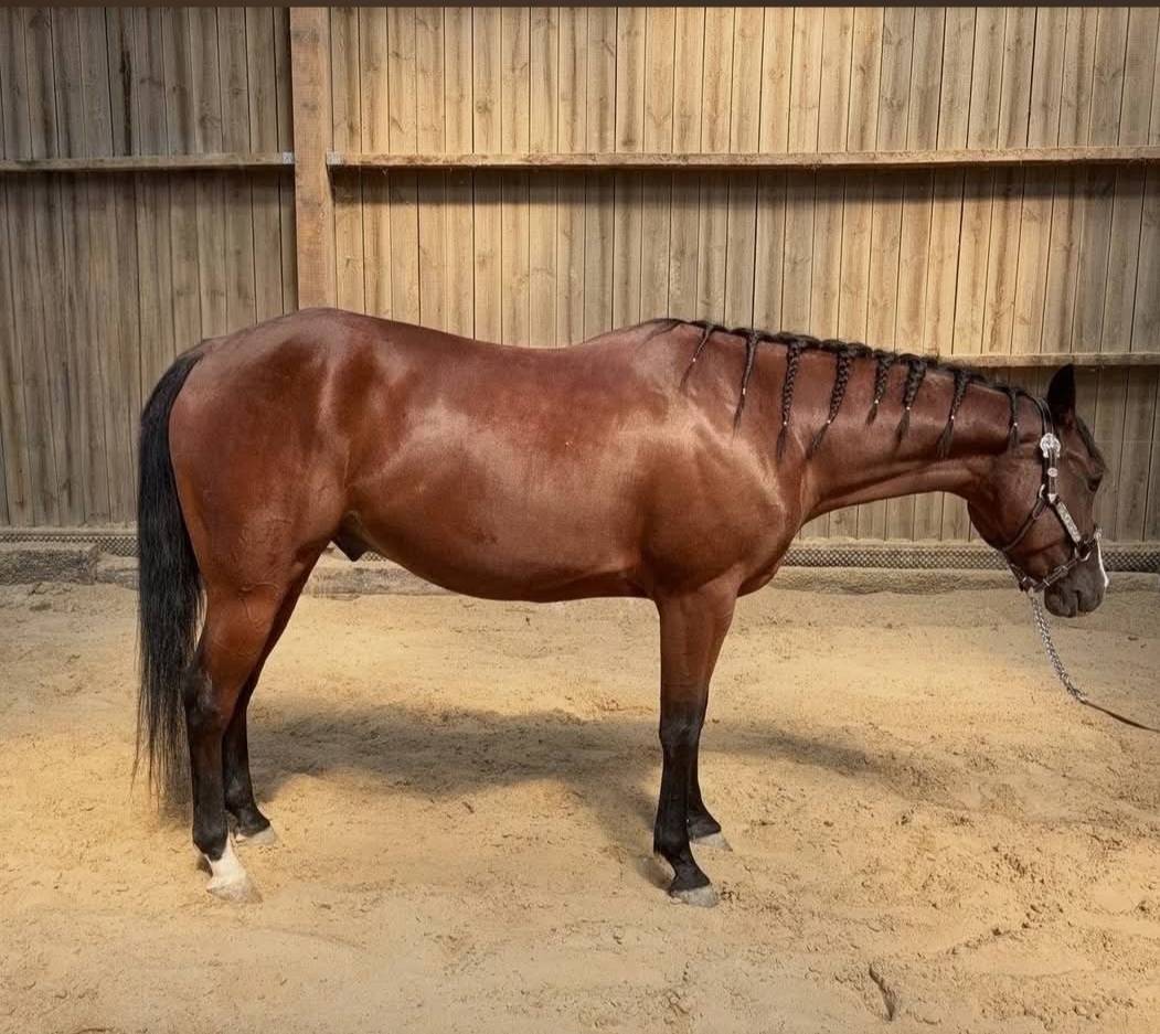 QH de 4 ans 