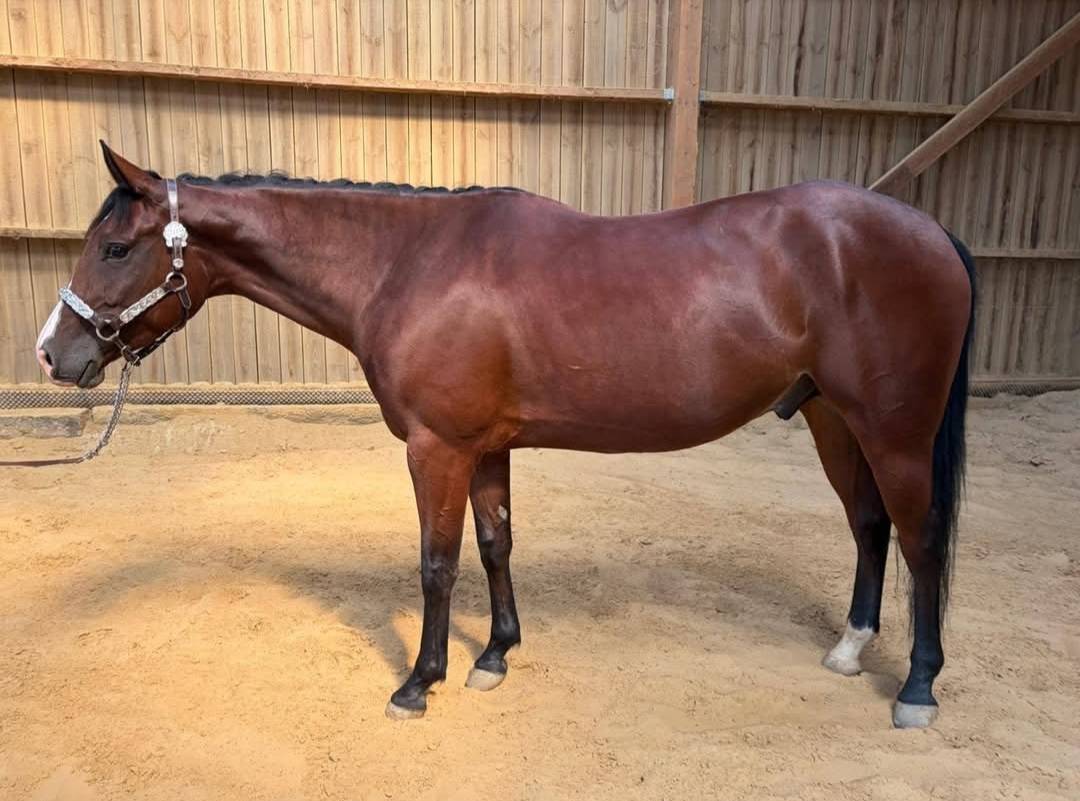 QH de 4 ans 