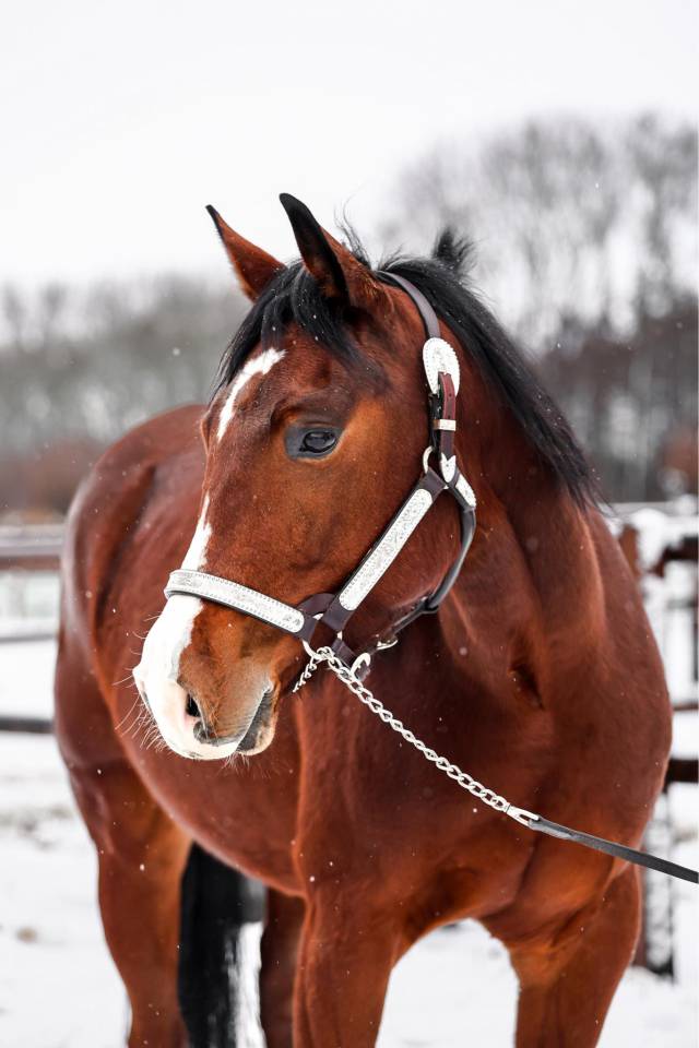 QH de 4 ans 