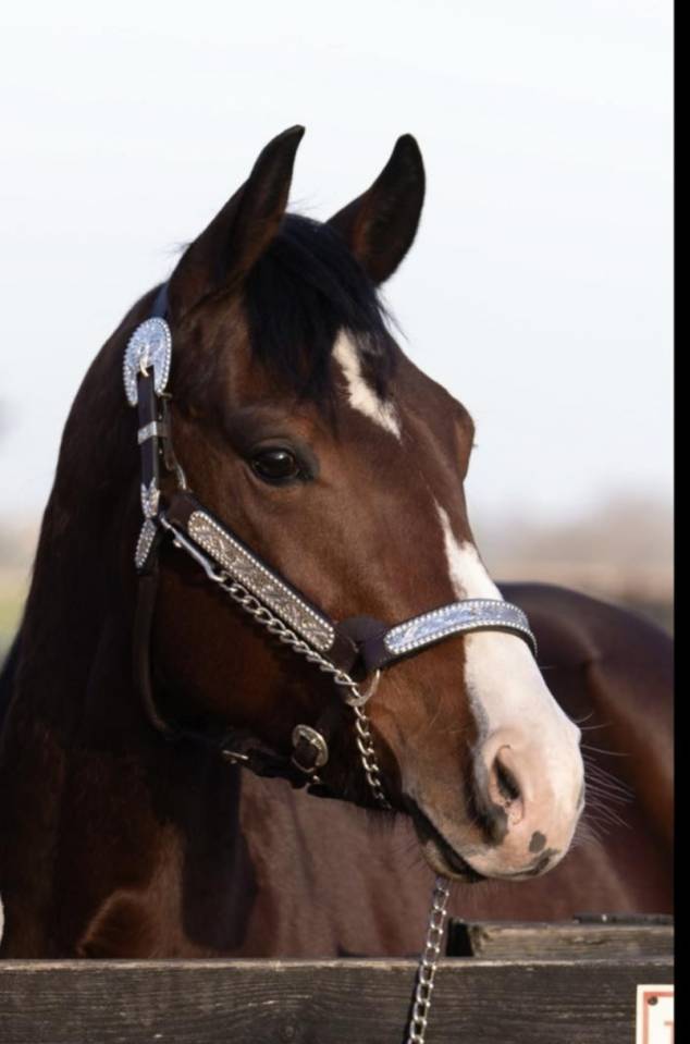 QH de 4 ans 