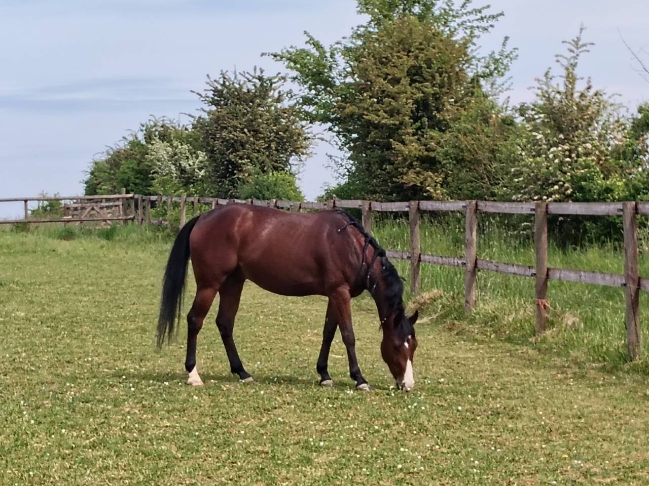 QH de 4 ans 
