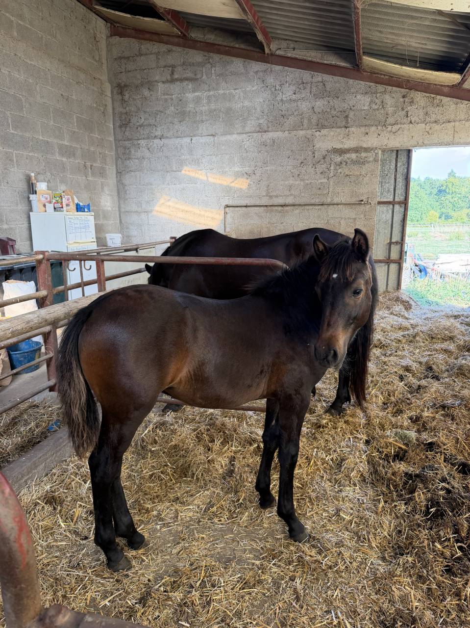 Ponette pfs 