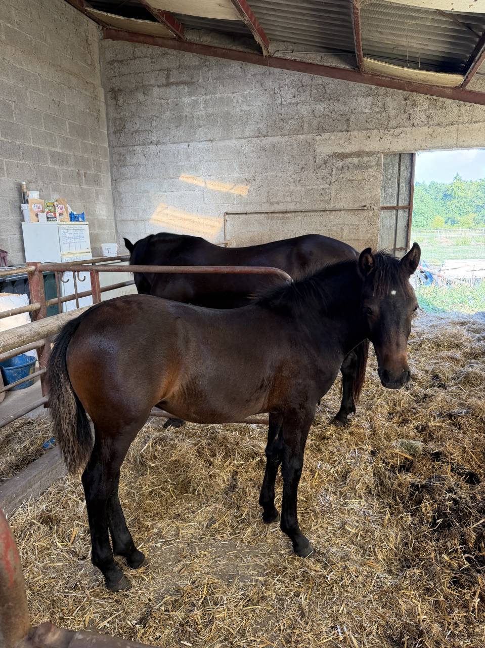 Ponette pfs 