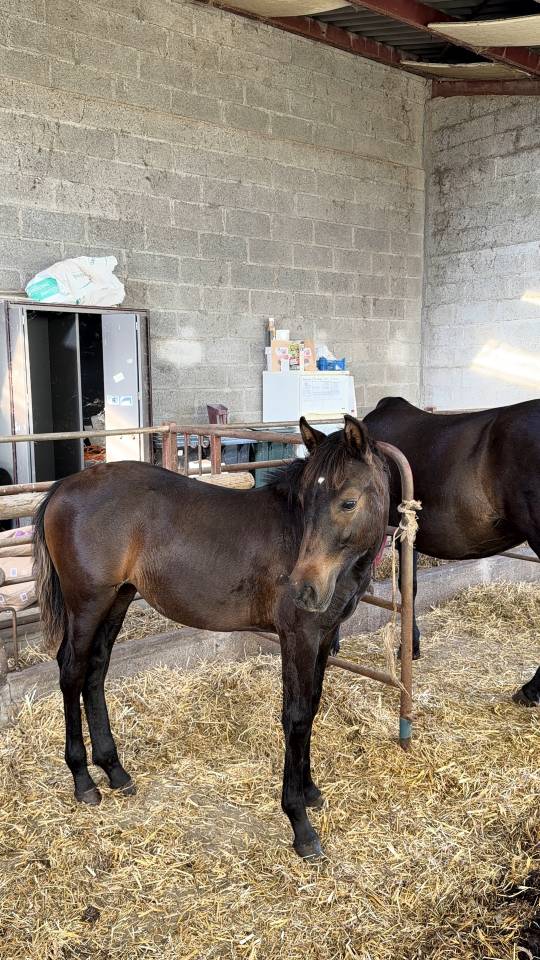 Ponette pfs 