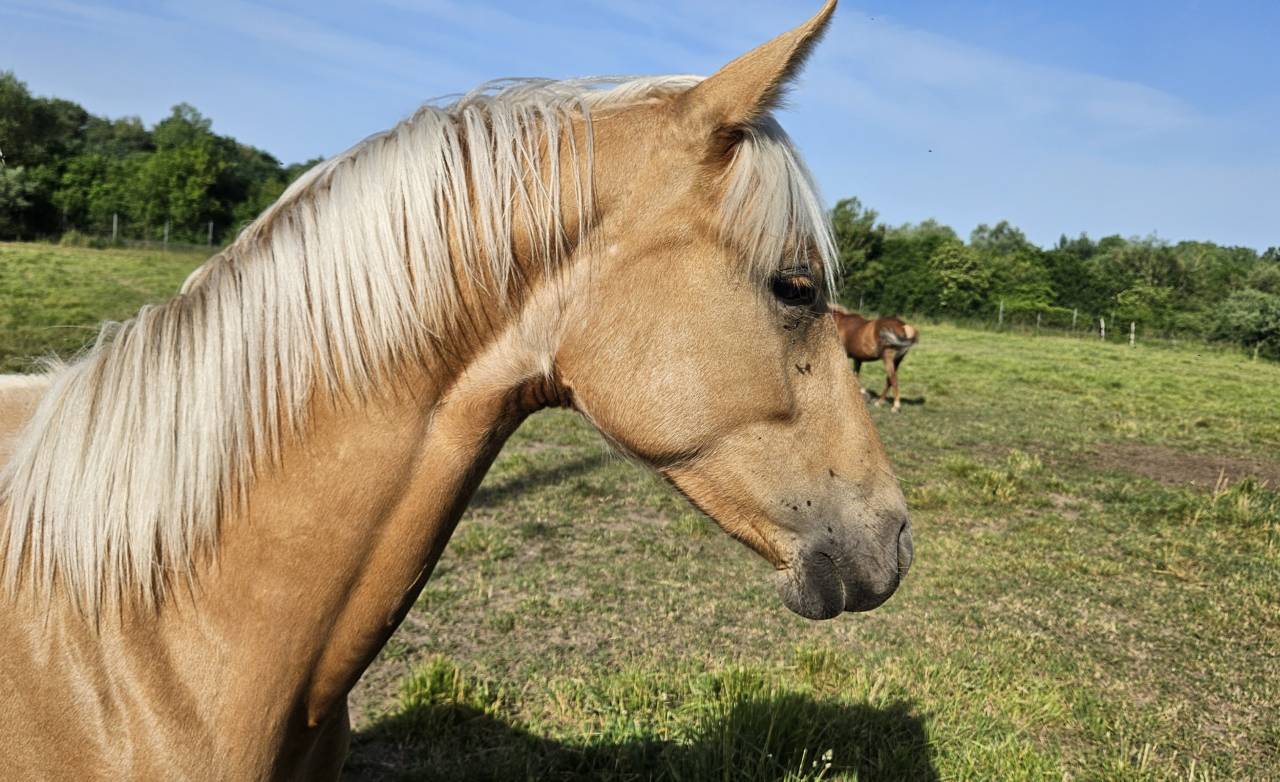 Pouliche 1an Palomino oc tb origines sport