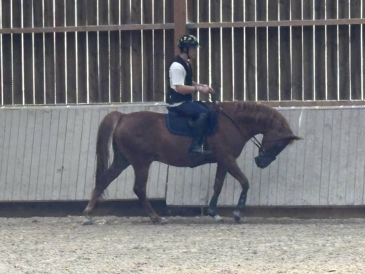 Cheval Selle Fran&ccedil;ais de 13 ans 