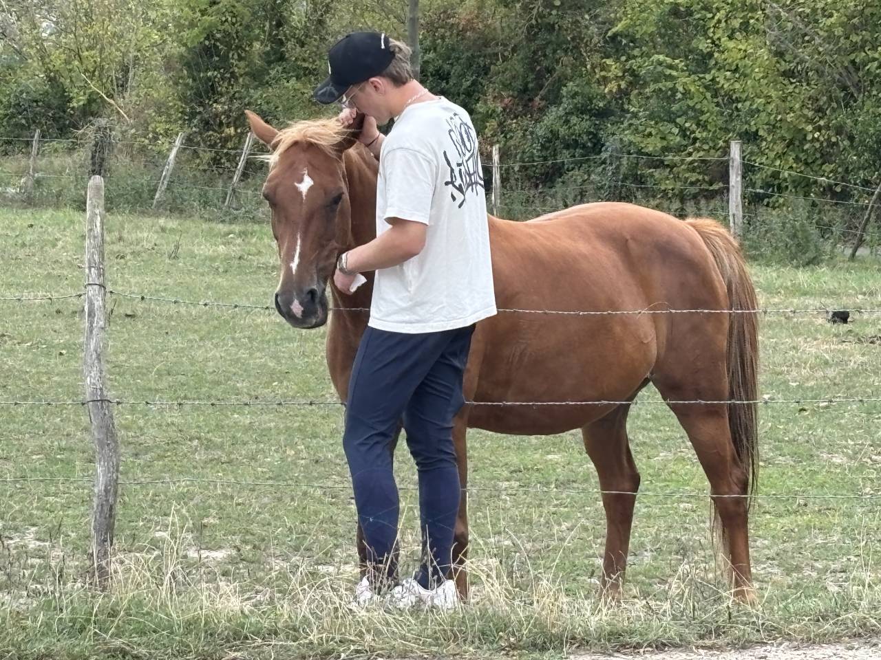 Cheval Selle Fran&ccedil;ais de 13 ans 
