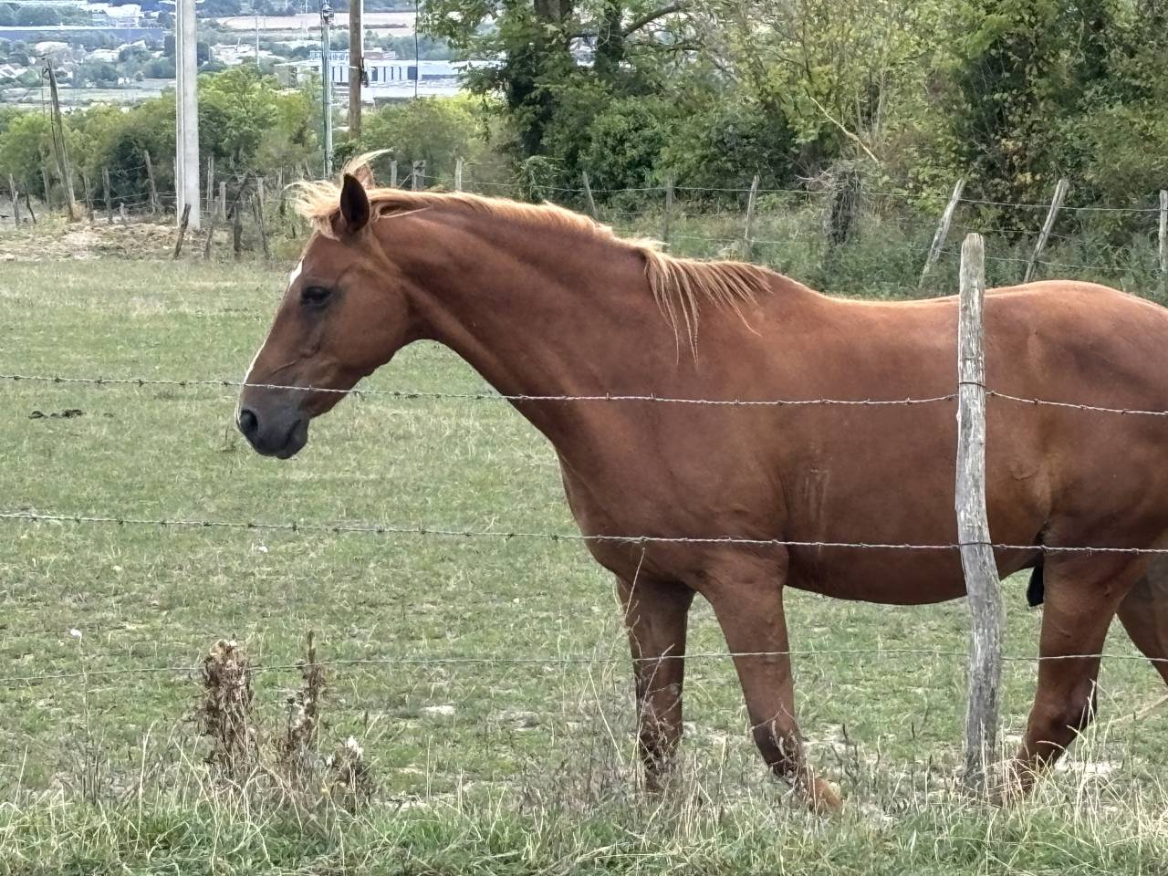 Cheval Selle Fran&ccedil;ais de 13 ans 